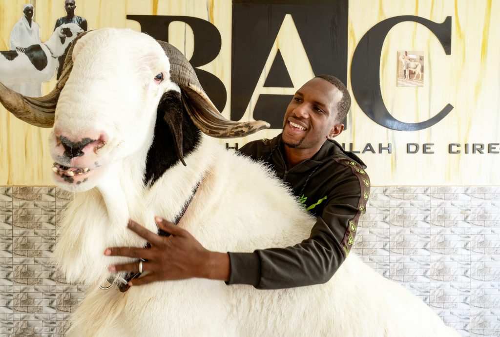 Ladoum: Le plus-que-parfait mouton